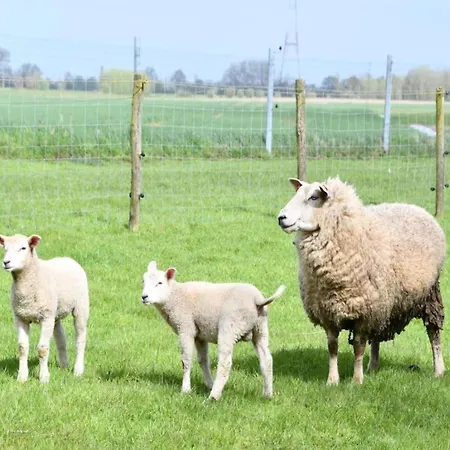 Near Sandy In Belgium *