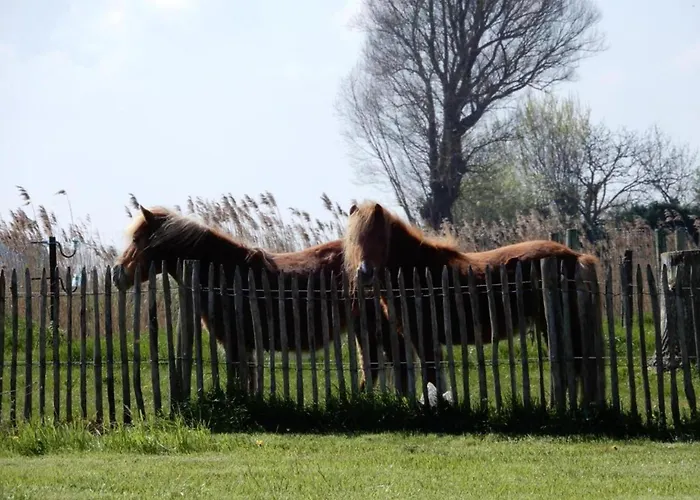 Near Sandy In Belgium
